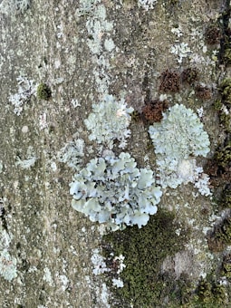 Various types of lichen and moss growing on the rough surface of a tree bark. Lichen formations are irregular, with muted shades of green and gray, blending smoothly into the textured background. Moss patches are dense and vibrant green, adding depth to the scene.