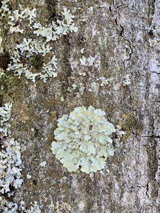 A close-up view of tree bark covered in pale green lichen, with intricate patterns and textures, highlighting the natural growth and diversity in a forest setting.