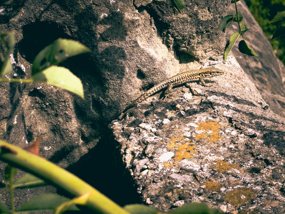 a lizard is sitting on a rock in the sun