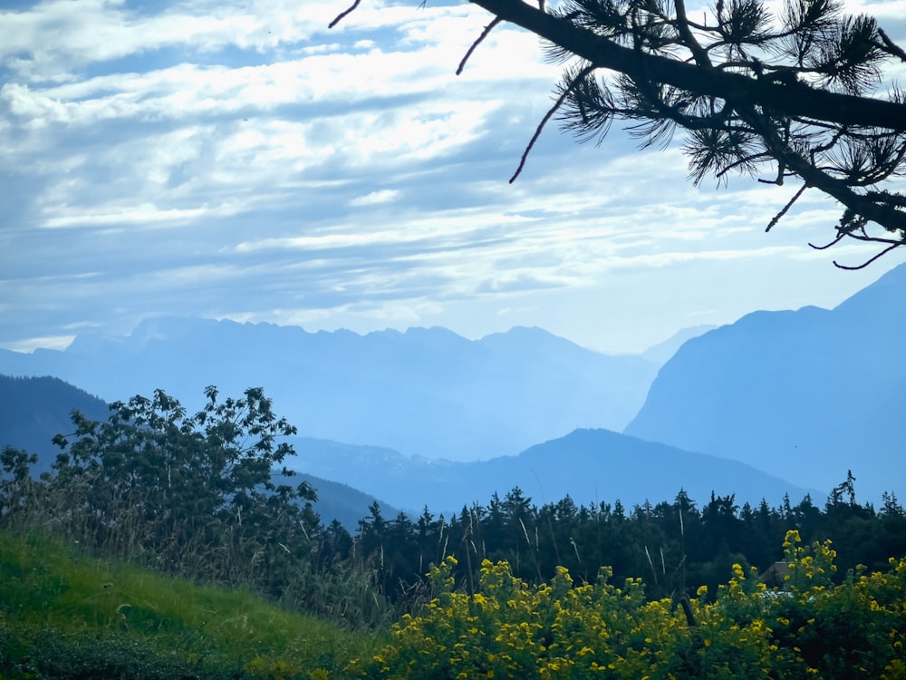 a view of a mountain range from a grassy hill