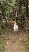 Wide shot of a clean, modern poultry farm with healthy chickens roaming.