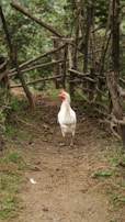 A white chicken standing on a dirt path surrounded by rustic wooden fences and lush greenery. The environment appears rural and natural, with an earthy and organic feel.