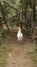 A white chicken standing on a dirt path surrounded by rustic wooden fences and lush greenery. The environment appears rural and natural, with an earthy and organic feel.