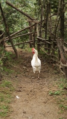 Healthy poultry roaming freely in a clean, green farm environment.