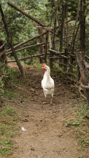 A white chicken standing on a dirt path surrounded by rustic wooden fences and lush greenery. The environment appears rural and natural, with an earthy and organic feel.