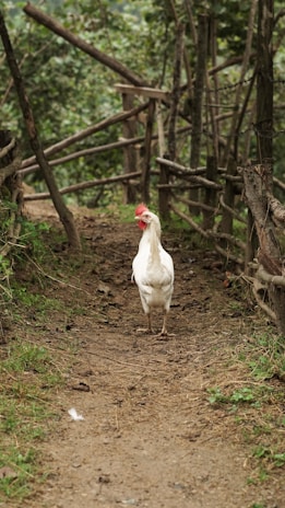 A white chicken standing on a dirt path surrounded by rustic wooden fences and lush greenery. The environment appears rural and natural, with an earthy and organic feel.