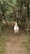 A white chicken standing on a dirt path surrounded by rustic wooden fences and lush greenery. The environment appears rural and natural, with an earthy and organic feel.
