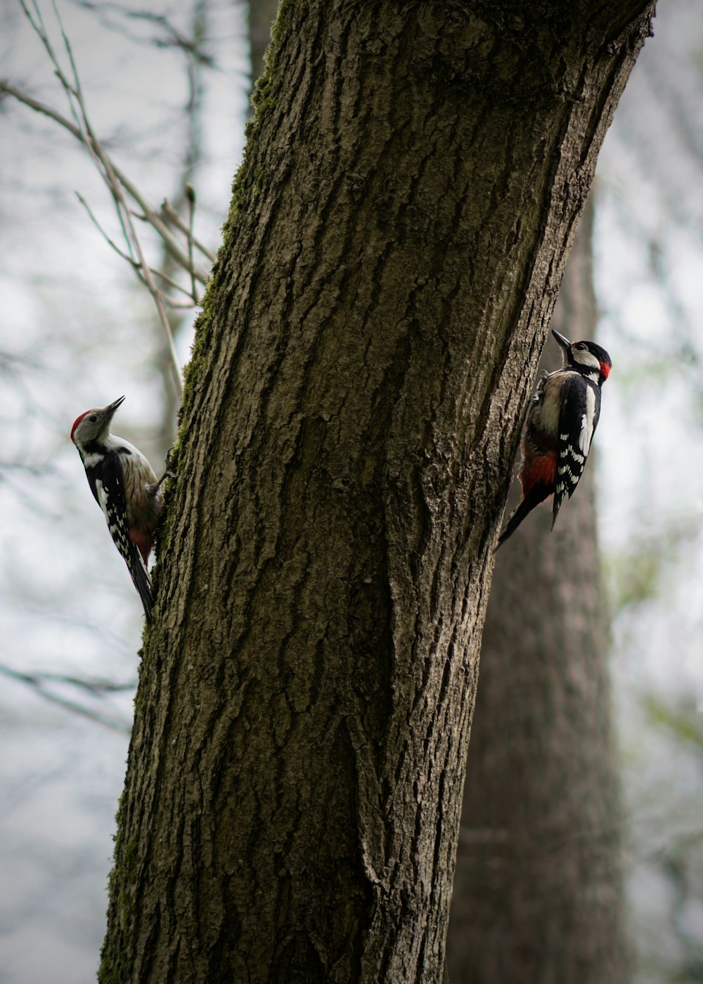 two woodpeckers on a tree in a forest