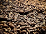 Close-up of organic barley grains spilling from a rustic burlap sack.