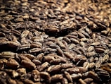 Close-up of golden malt grains used in brewing at Ambev.