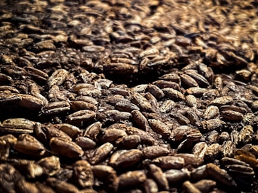 A close-up view of a large quantity of barley grains. The grains are scattered and densely packed together, with a textured and rustic appearance. The lighting creates a warm and earthy tone, emphasizing the natural texture and details of each grain.