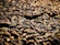 Close-up of golden organic malt grains spilling from a rustic wooden scoop.