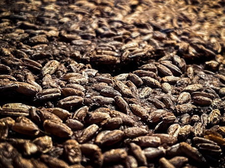 A close-up view of a large quantity of barley grains. The grains are scattered and densely packed together, with a textured and rustic appearance. The lighting creates a warm and earthy tone, emphasizing the natural texture and details of each grain.