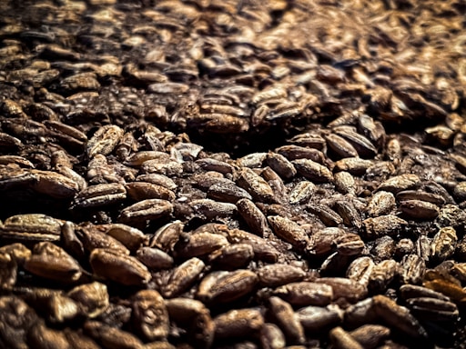 A close-up view of a large quantity of barley grains. The grains are scattered and densely packed together, with a textured and rustic appearance. The lighting creates a warm and earthy tone, emphasizing the natural texture and details of each grain.