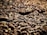 A close-up view of a large quantity of barley grains. The grains are scattered and densely packed together, with a textured and rustic appearance. The lighting creates a warm and earthy tone, emphasizing the natural texture and details of each grain.