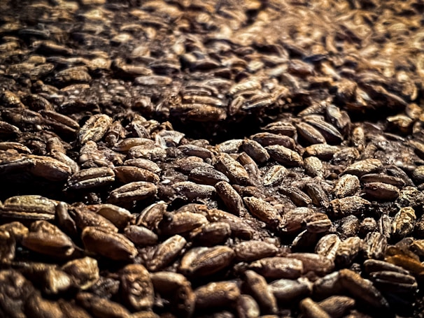 A close-up view of a large quantity of barley grains. The grains are scattered and densely packed together, with a textured and rustic appearance. The lighting creates a warm and earthy tone, emphasizing the natural texture and details of each grain.