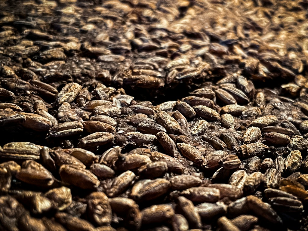 Organic Spelt