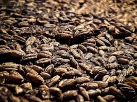 A close-up view of a large quantity of barley grains. The grains are scattered and densely packed together, with a textured and rustic appearance. The lighting creates a warm and earthy tone, emphasizing the natural texture and details of each grain.