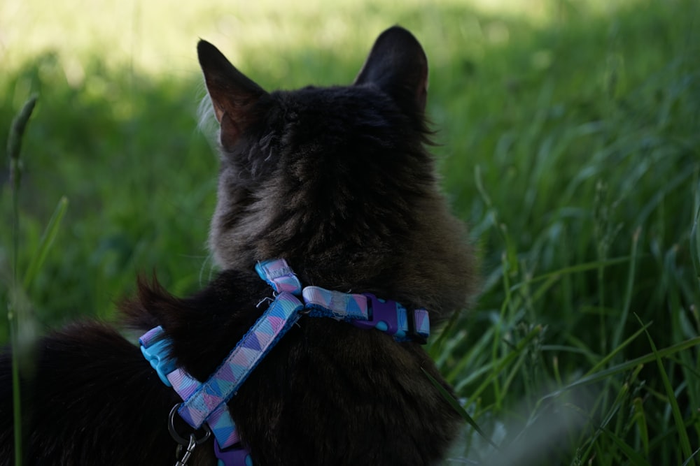 a cat sitting in the grass wearing a leash