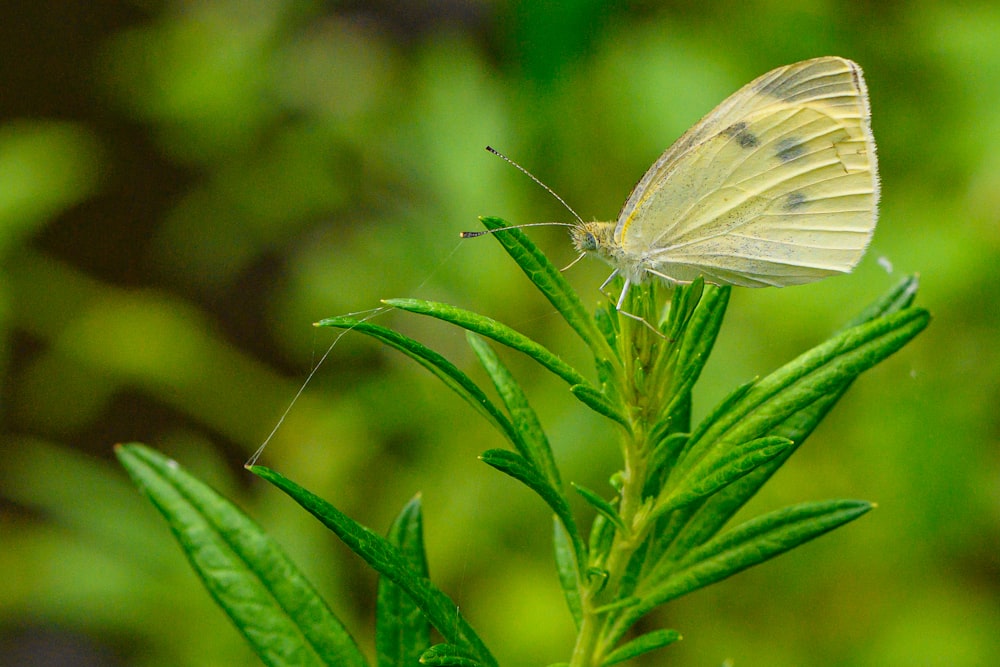 a white butterfly sitting on top of a green plant