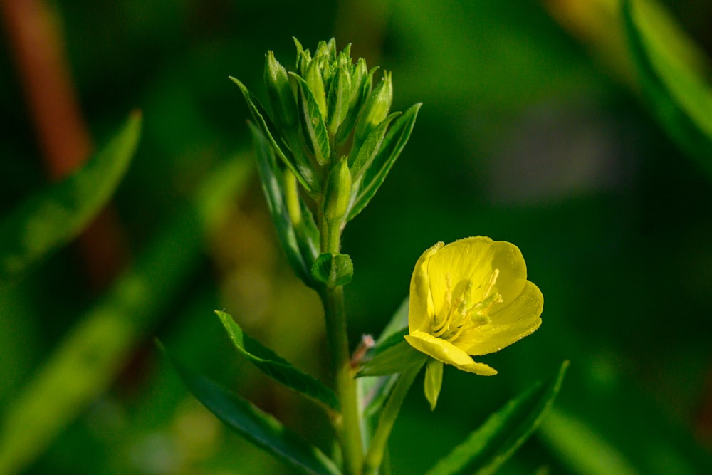 a yellow flower with green leaves in the background