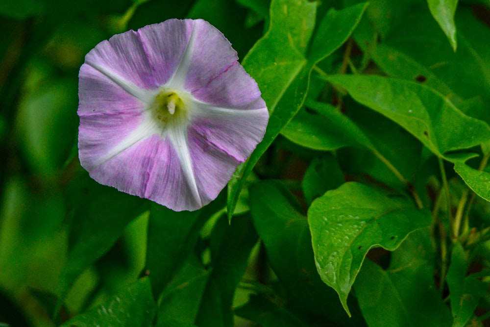 a close up of a purple flower with green leaves