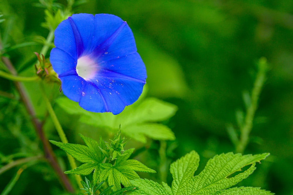 a blue flower sitting on top of a green plant