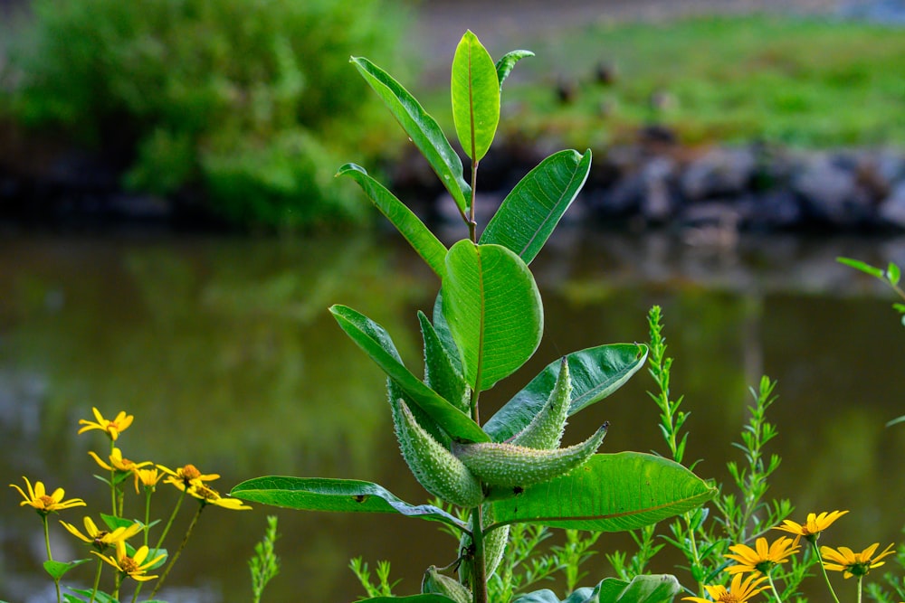 a close up of a plant near a body of water