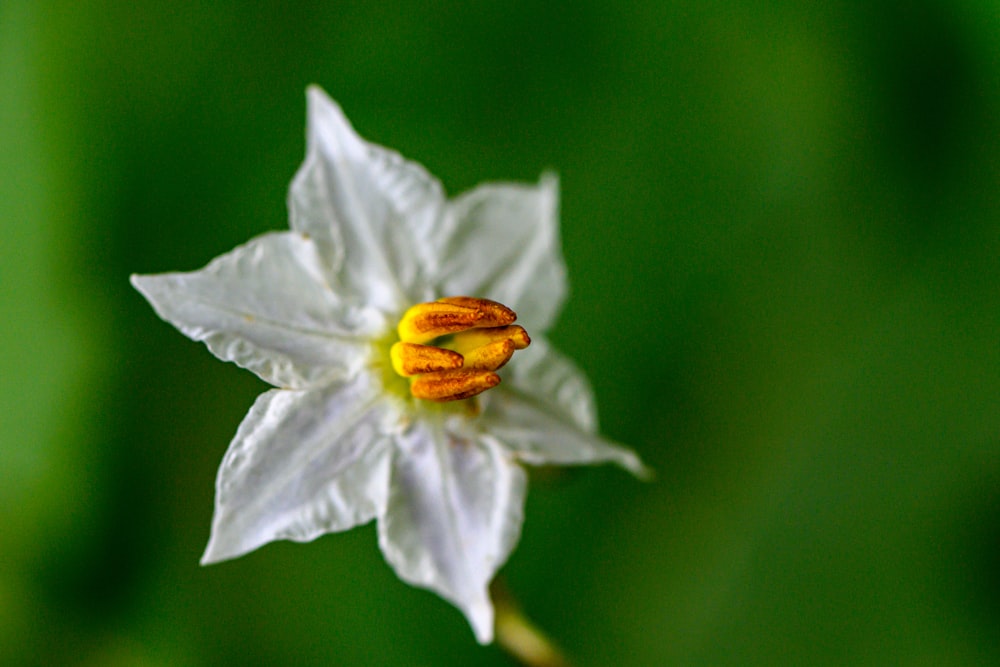 a close up of a white flower with a yellow center