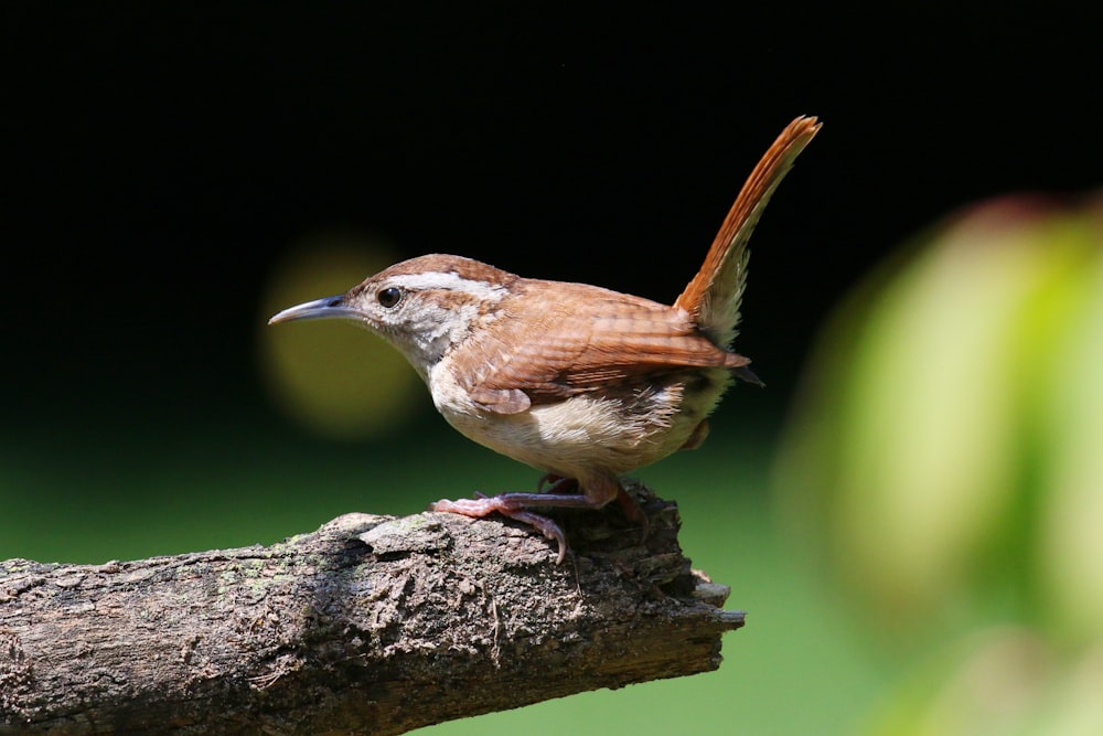 a small bird perched on top of a tree branch