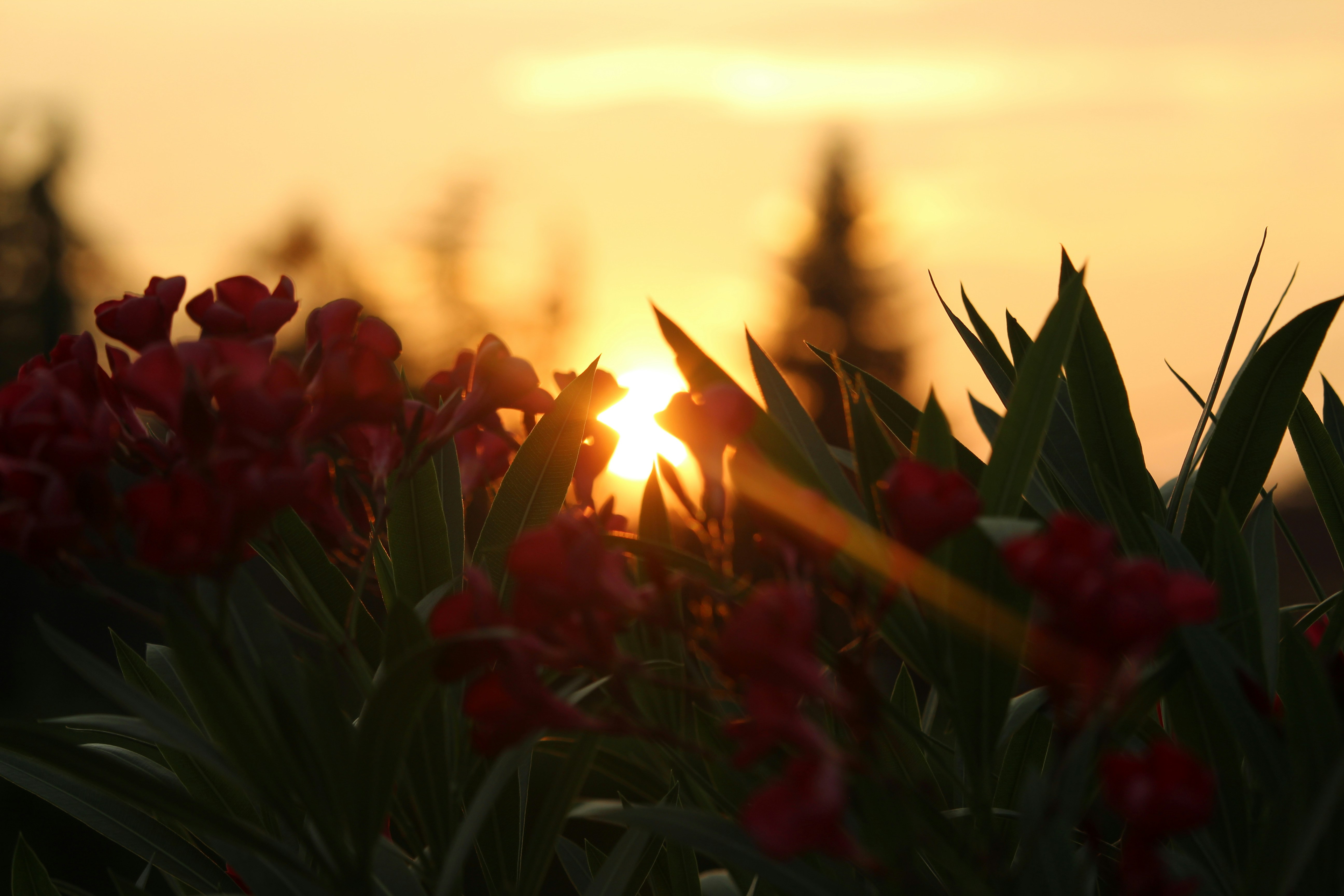 the sun is setting over a field of flowers