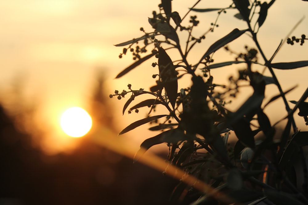 the sun is setting behind a bush with leaves