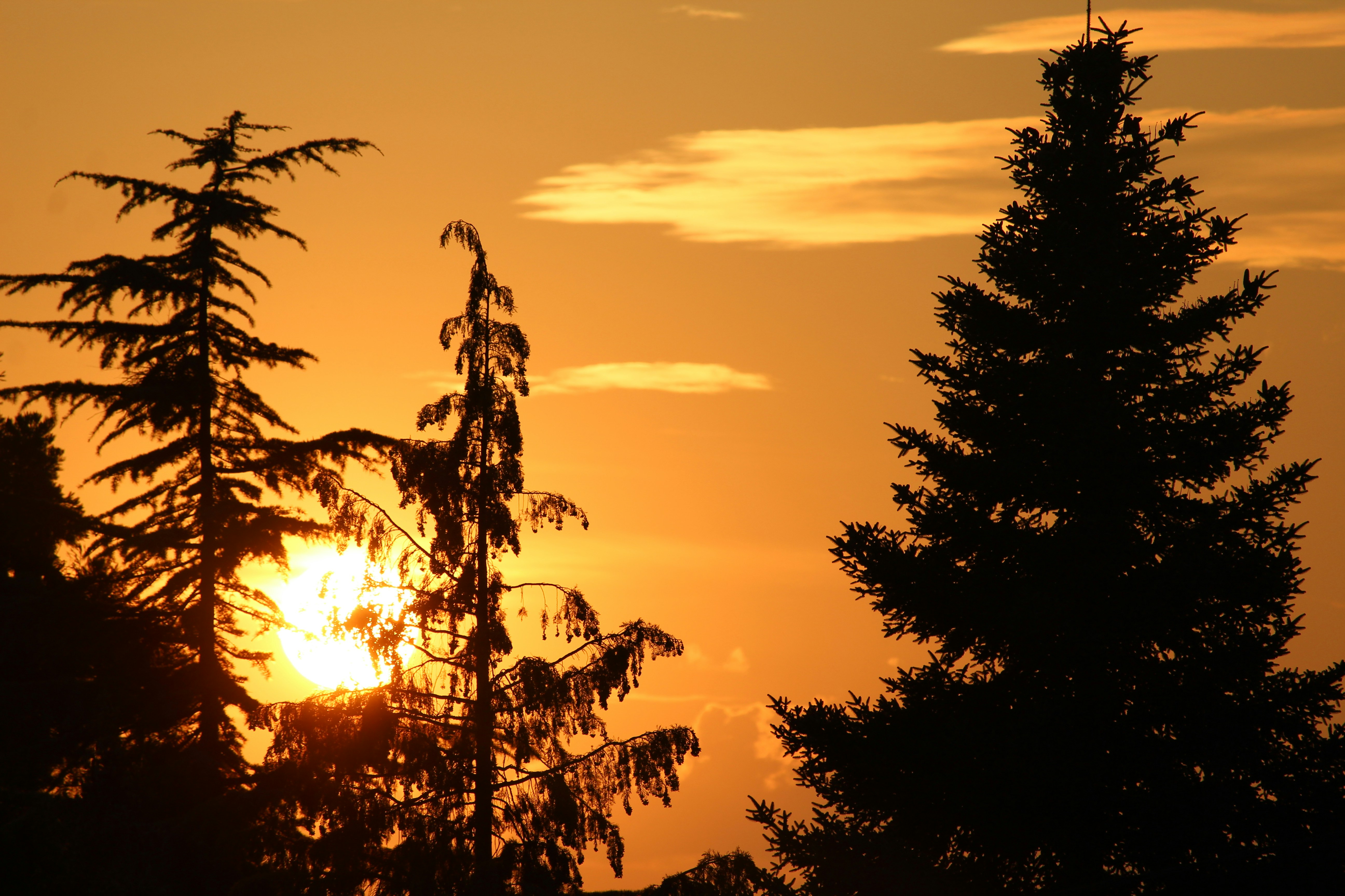 the sun is setting behind some trees