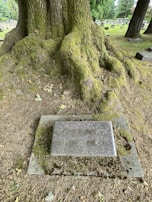 A large moss-covered tree with expansive roots is situated in a cemetery. A headstone with the name 'Harold G. Richards' along with birth and death dates is placed at the base of the tree. The ground is covered in moss and scattered leaves, while other headstones are visible in the background.