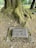 A large moss-covered tree with expansive roots is situated in a cemetery. A headstone with the name 'Harold G. Richards' along with birth and death dates is placed at the base of the tree. The ground is covered in moss and scattered leaves, while other headstones are visible in the background.