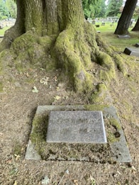 A large moss-covered tree with expansive roots is situated in a cemetery. A headstone with the name 'Harold G. Richards' along with birth and death dates is placed at the base of the tree. The ground is covered in moss and scattered leaves, while other headstones are visible in the background.