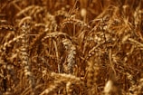A vintage photo showing early wheat fields at dawn, highlighting golden hues