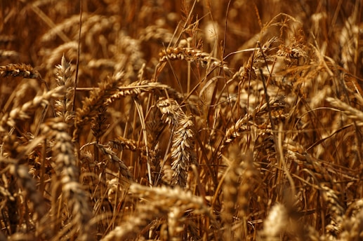 A vintage photo showing early wheat fields at dawn, highlighting golden hues