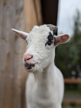 A goat with a predominantly white coat and black markings around one eye and on its mouth is standing near a wooden structure. The background is slightly blurred, showing greenery and part of a wooden fence.