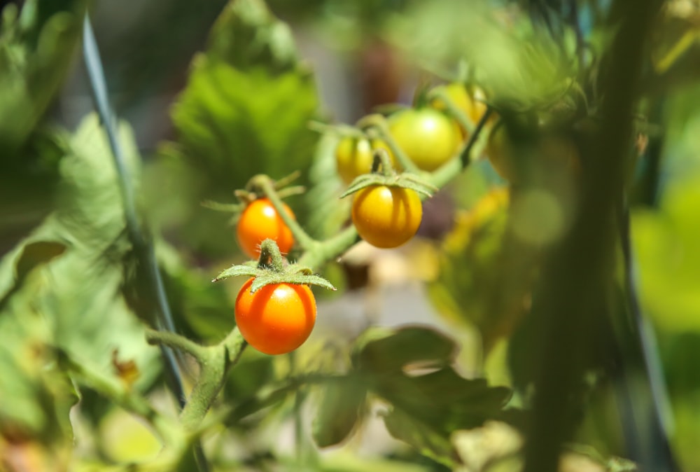 a close up of tomatoes growing on a plant