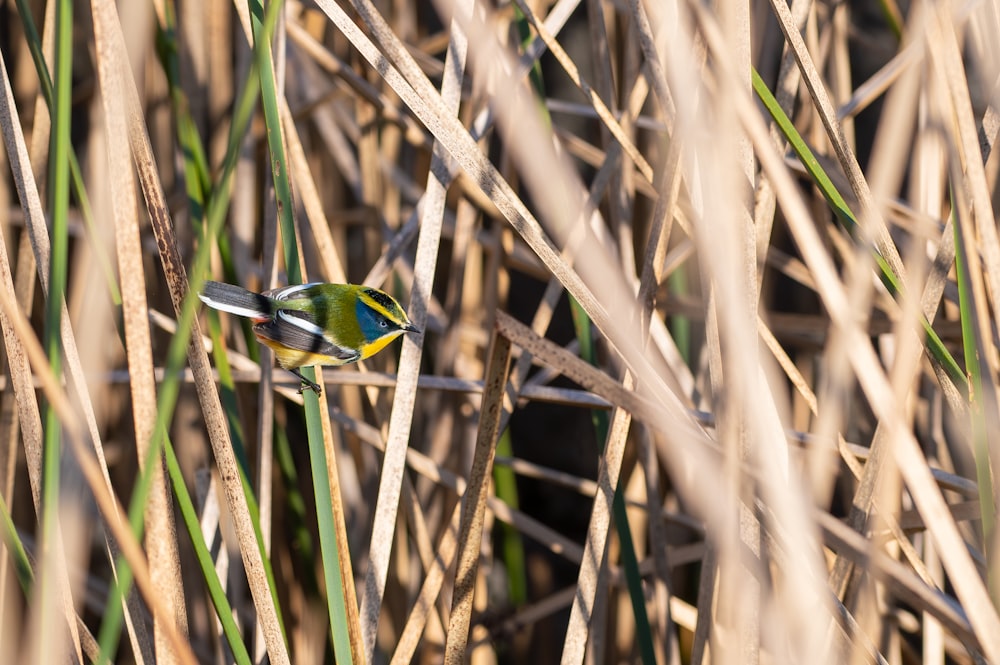 a small bird sitting on top of a blade of grass