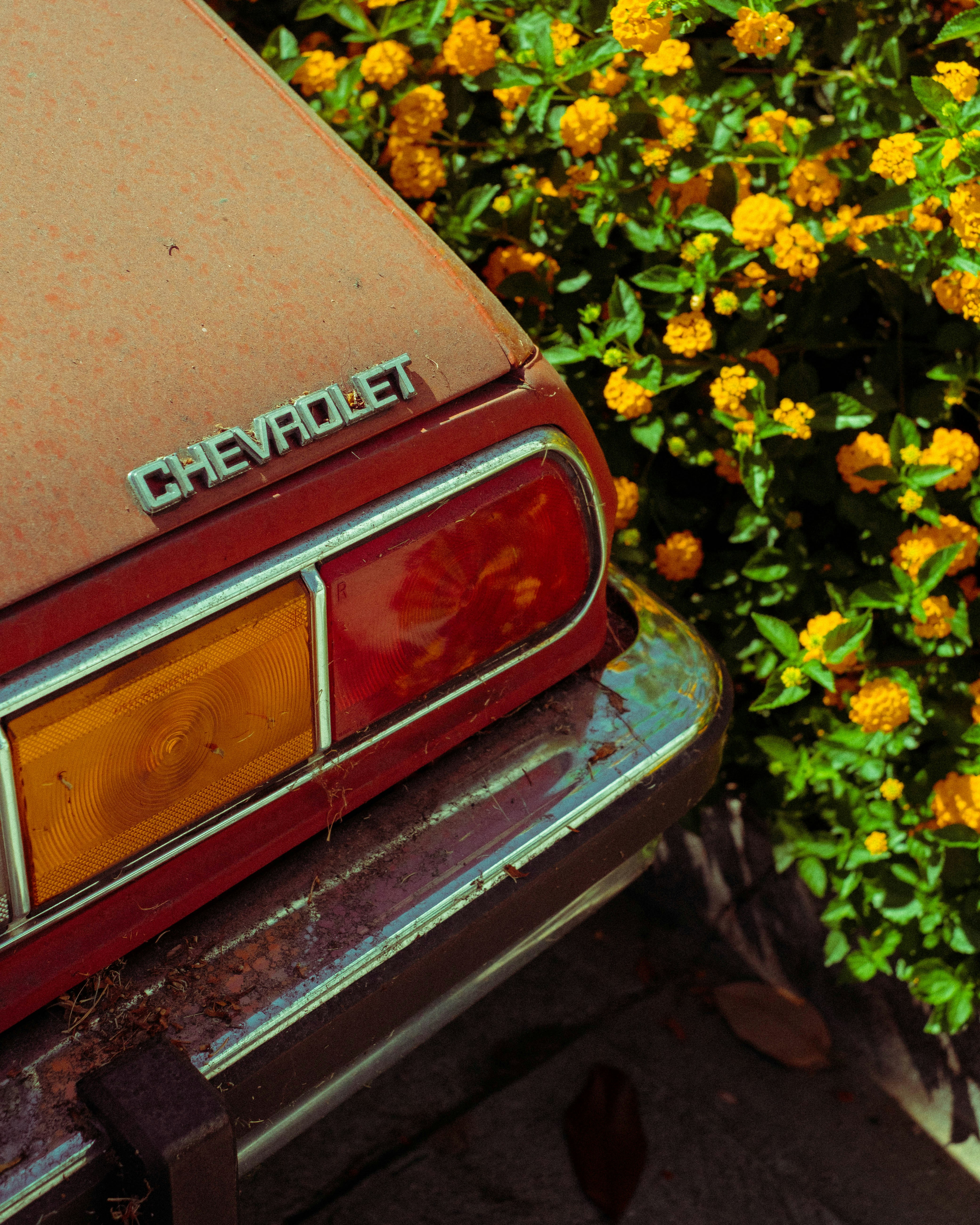 a rusted out car parked next to a bush of yellow flowers