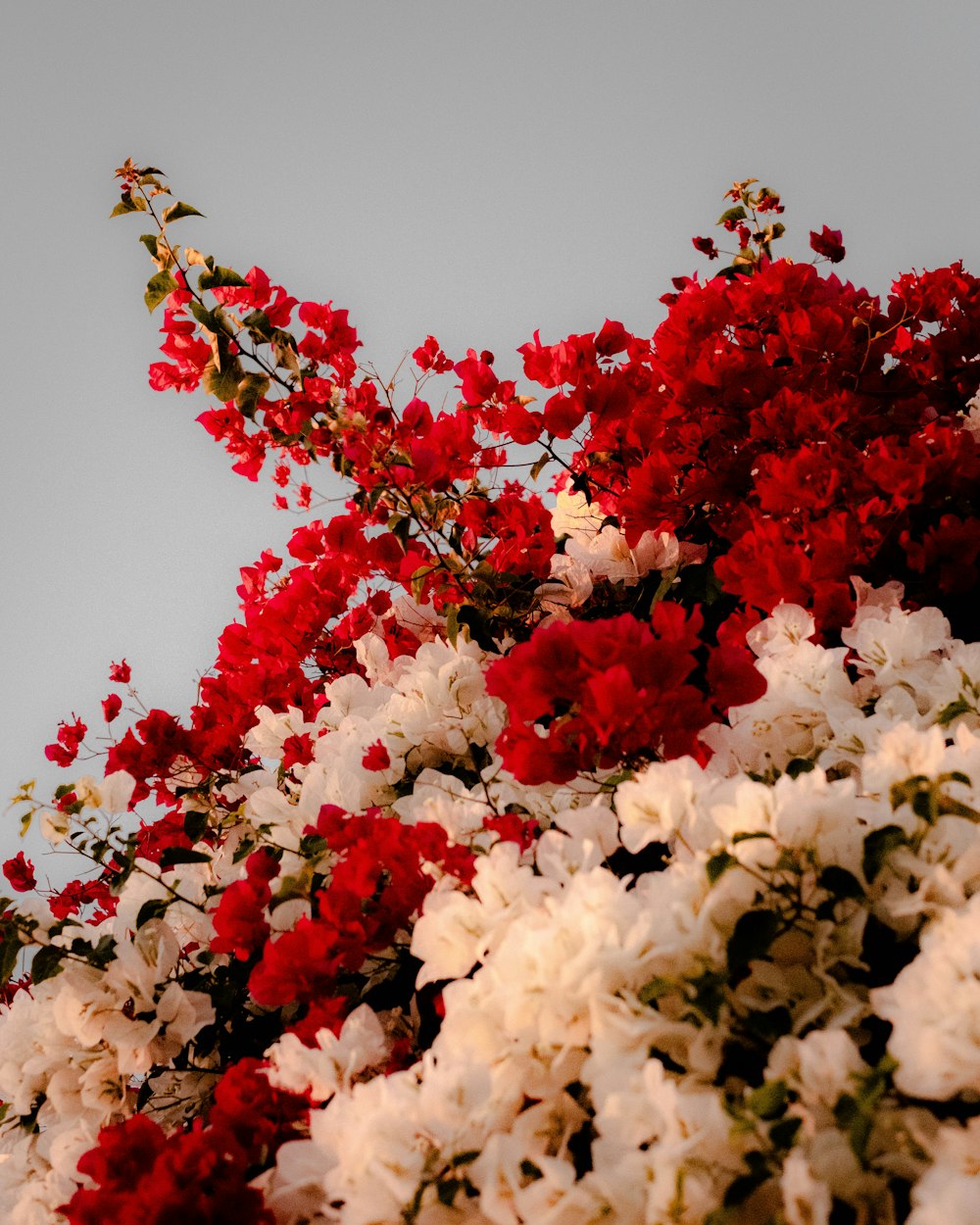 a bunch of red and white flowers on a tree