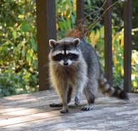 A raccoon stands on a wooden deck, surrounded by greenery. It faces forward with its distinctive black and white facial markings prominently visible. The deck is slightly weathered, and sunlight filters through the leaves, casting dappled shadows.