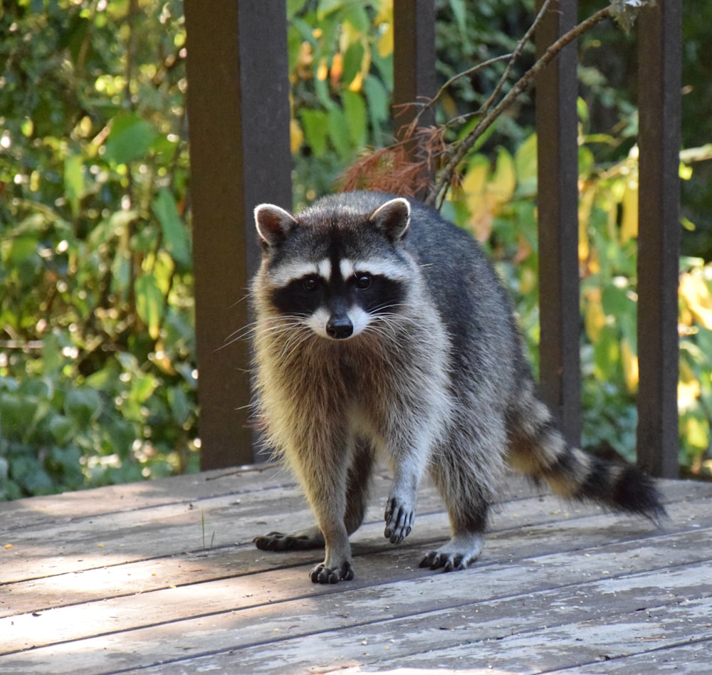 a raccoon standing on a wooden deck