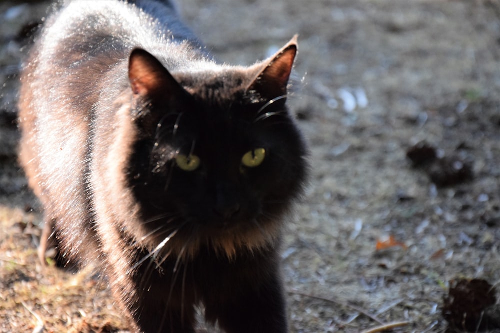 a black cat walking across a grass covered field