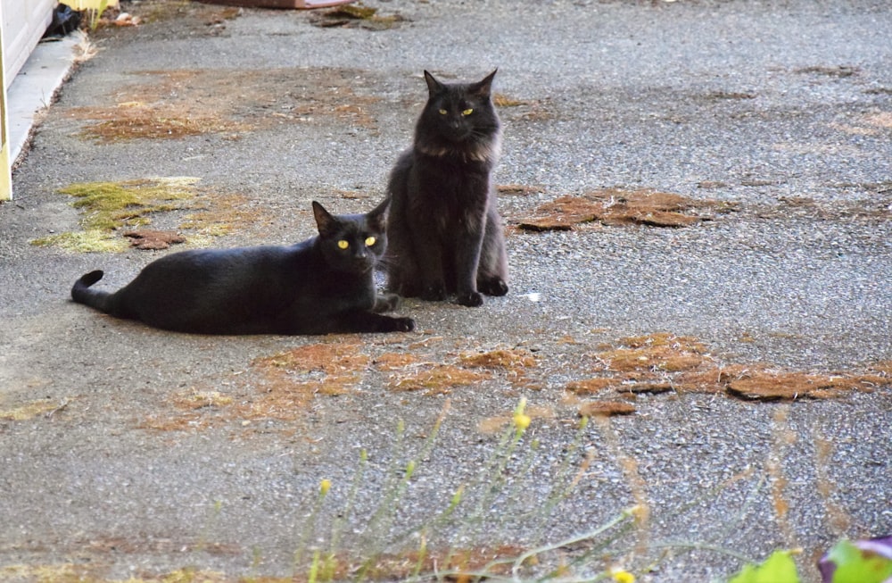 隣同士に座っている黒猫のカップル