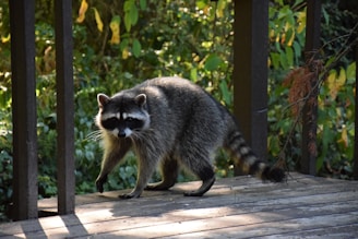 a raccoon walking across a wooden deck