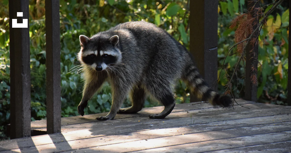 A raccoon walking across a wooden deck photo – Free Tacoma Image on ...