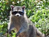 A raccoon stands amidst dense greenery, its front paws slightly raised. The animal's fur is a combination of gray and black, with distinctive markings around its eyes.